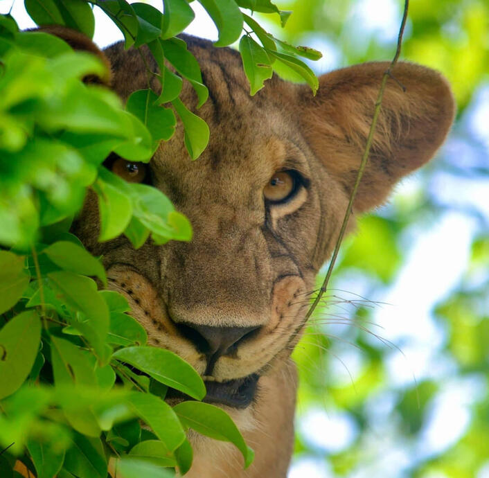 Lion cub