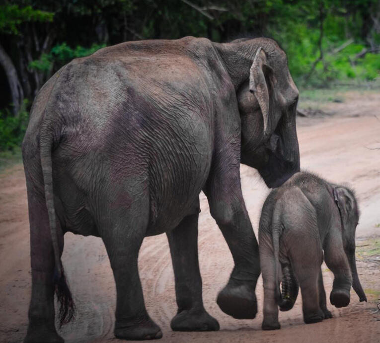 Mothers Love